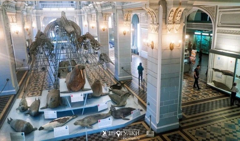 Зоологический музей – детские экскурсии от 450