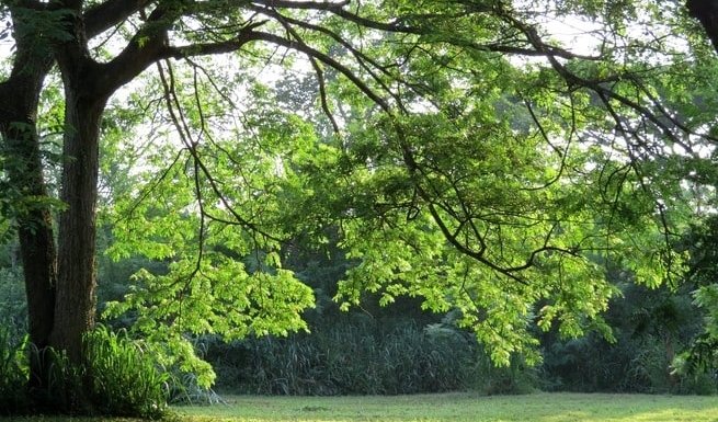 Имение графов Шуваловых и прогулка по Шуваловскому парку (для заказных групп) – пешеходные эксурсии для заказных групп от 290 рублей