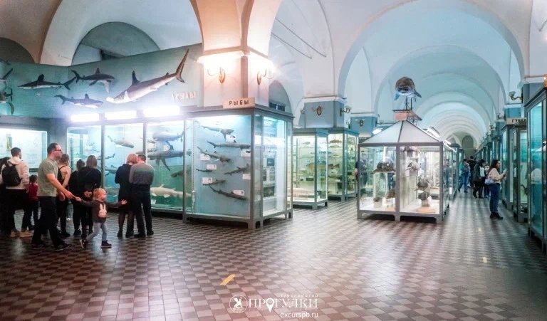 Зоологический музей – детские экскурсии от 450