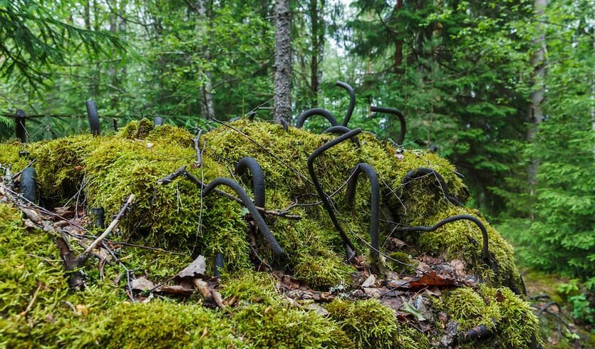 Линия Маннергейма (сектор Суурниеми) — Автобусные загородные