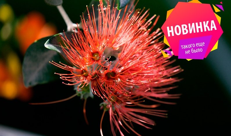 Новогодние растения мира (Ботанический сад Петра Великого) – интерьерные экскурсии от 1350 рублей