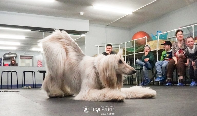 Кто такой кинолог – Детские экскурсии от 1200 рублей