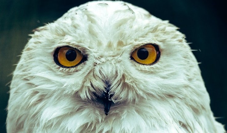 Волшебная сова – новогодние программы для школьных групп от 1790 рублей