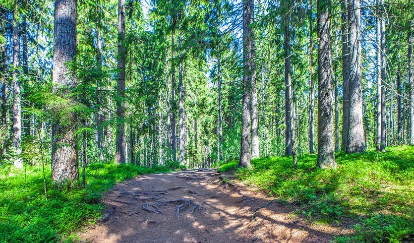 Карельский перешеек. Тайны природы (для заказных групп) — Автобусные загородные