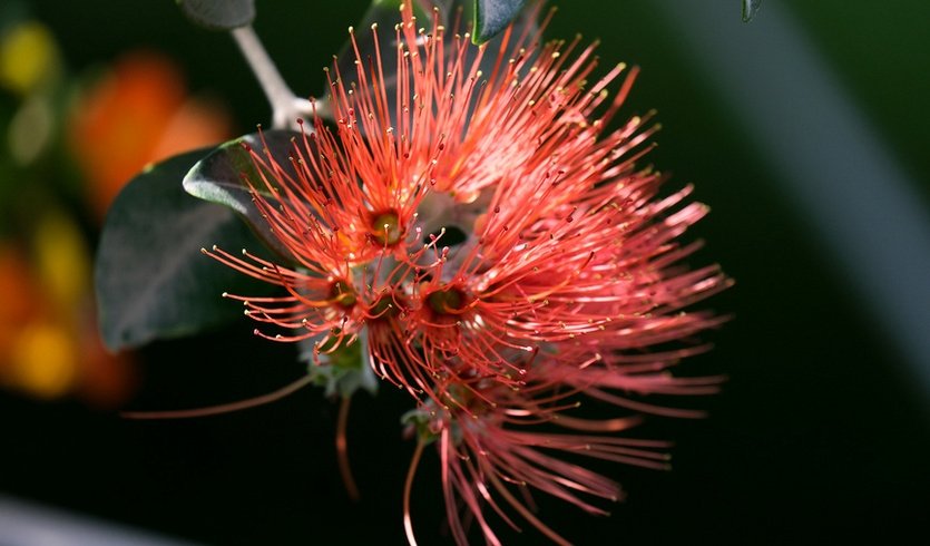 Новогодние растения мира (Ботанический сад Петра Великого) – интерьерные экскурсии от 1350 рублей