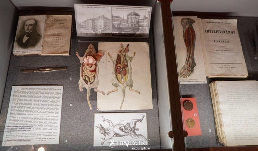 Интерактивное занятие «Вокруг человека за 80 минут» (Военно-медицинский музей)  – Сборные экскурсии, мастер-классы, квесты для школьников в Санкт-Петербурге от 900 рублей