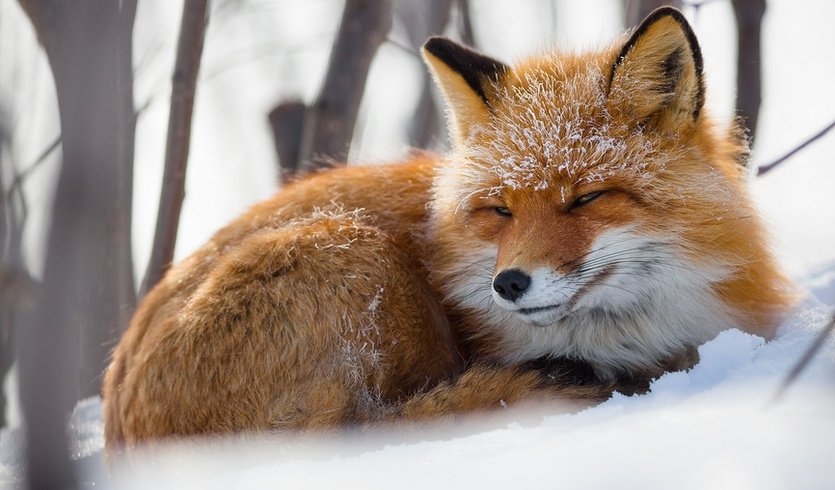 Беловежская пуща – туры и круизы из Петербурга от 47900 рублей