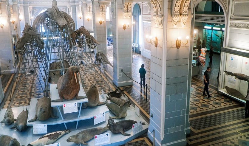 Экспозиция Зоологического музея – экскурсии и программы для детей от 1400 рублей