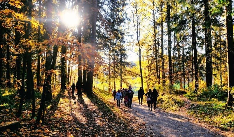 Павловский парк – пешеходные экскурсии для заказных групп от 530 рублей