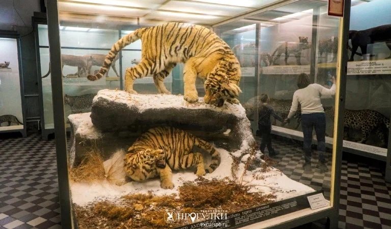 Зоологический музей — Сборные экскурсии для школьников в Санкт-Петербурге