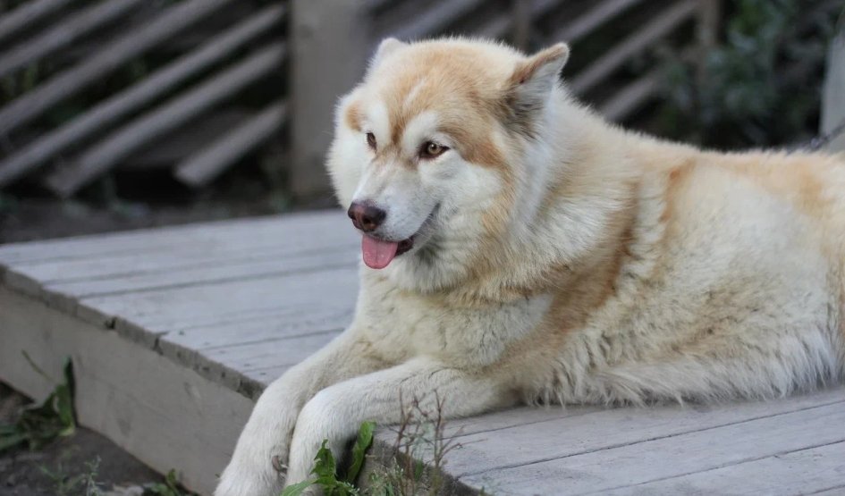 Питомник хаски – туры в Карелию от 3490 рублей