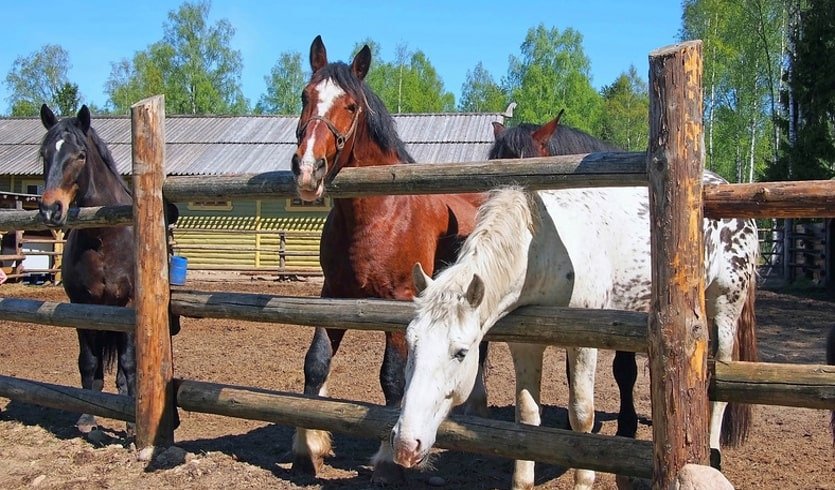 Лошади на выгуле в открытом манеже – тур по Северо-Западу от 2950 рублей  Лошади на выгуле в открытом манеже – тур по Северо-Западу от 2950 рублей