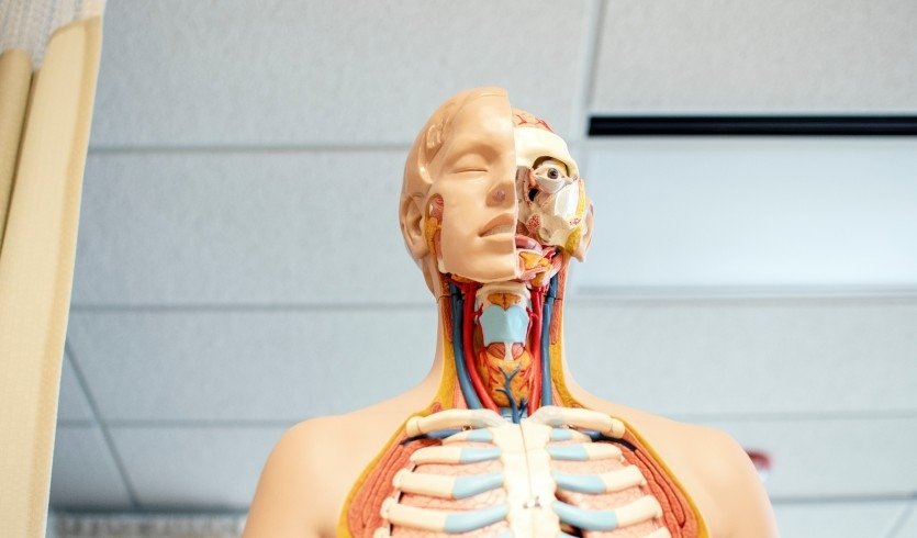 В здоровом теле: интерактив в музее истории университета им. ак. И. П. Павлова –  Экскурсии для школьников в Санкт-Петербурге под заказ от 680 рублей Автор: Nhia Moua