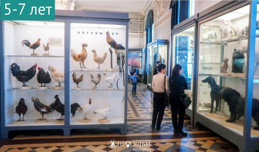 Животные в сказках (Зоологический музей) – детские экскурсии  Животные в сказках (Зоологический музей) – детские экскурсии