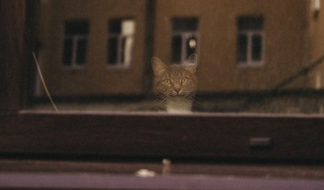 Дворы Петербурга – интерьерные экскурсии для заказных групп от 700 рублей