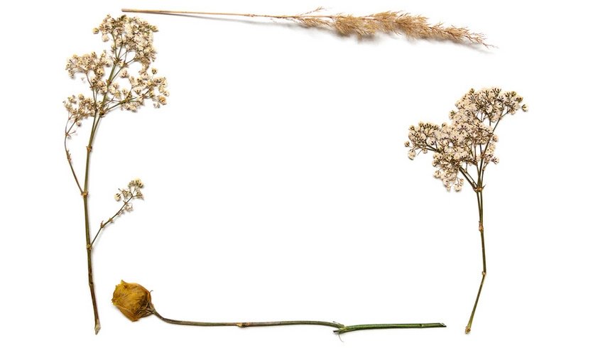 Гербарий – Экскурсии в музеи и общественные учреждения от 570 рублей