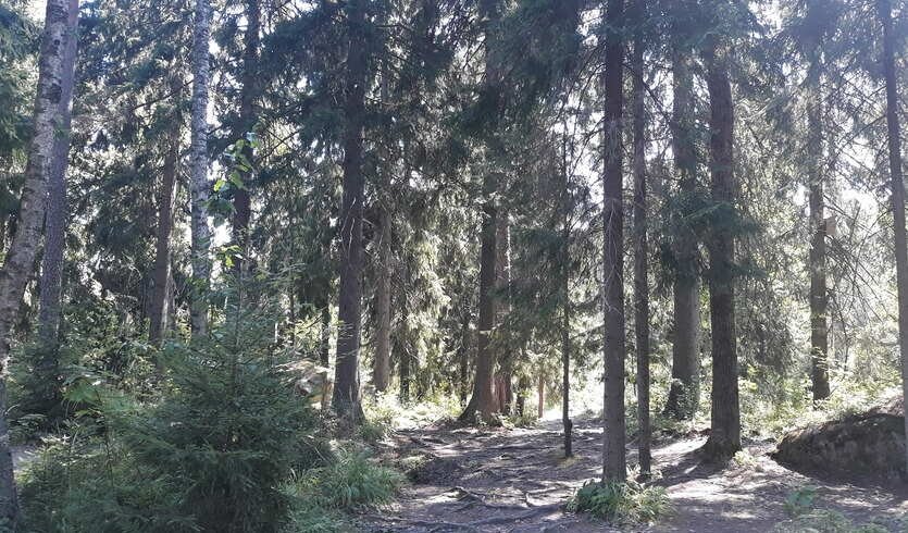 Легенды Выборгского приграничья — Автобусные загородные