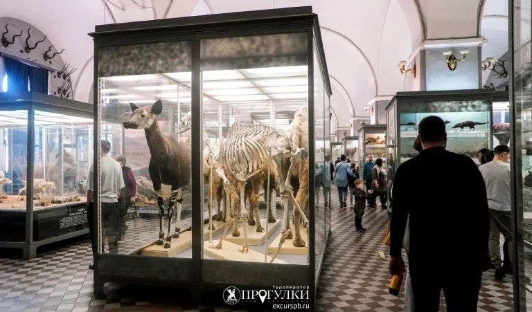 Зоологический музей — Сборные экскурсии для школьников в Санкт-Петербурге