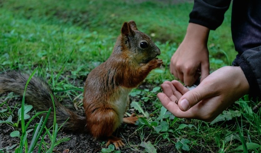 Петергоф на метеоре — экскурсия для школьных групп от 36200 рублей