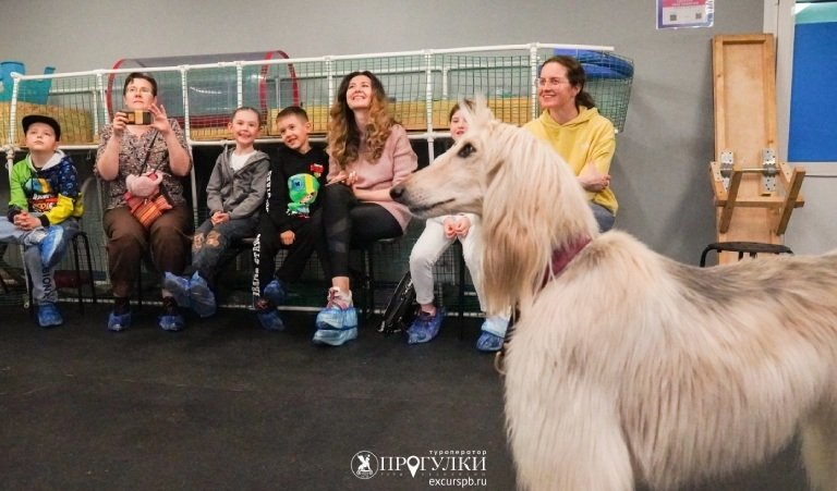 Кто такой кинолог – Детские экскурсии от 1200 рублей
