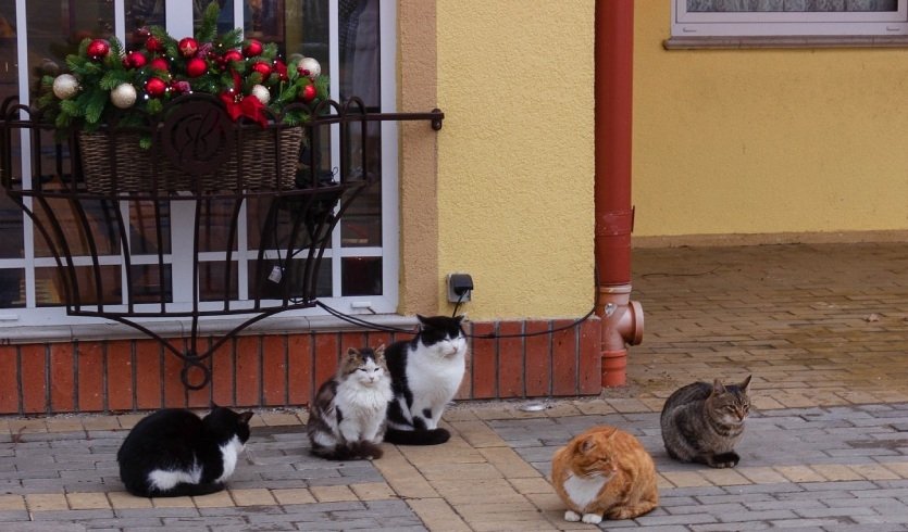 Новый год на самом западе России — фото №3 — Photo by Andrey Vavilkin on Unsplash Новый год на самом западе России — тур не периодичный от 17000 рублей