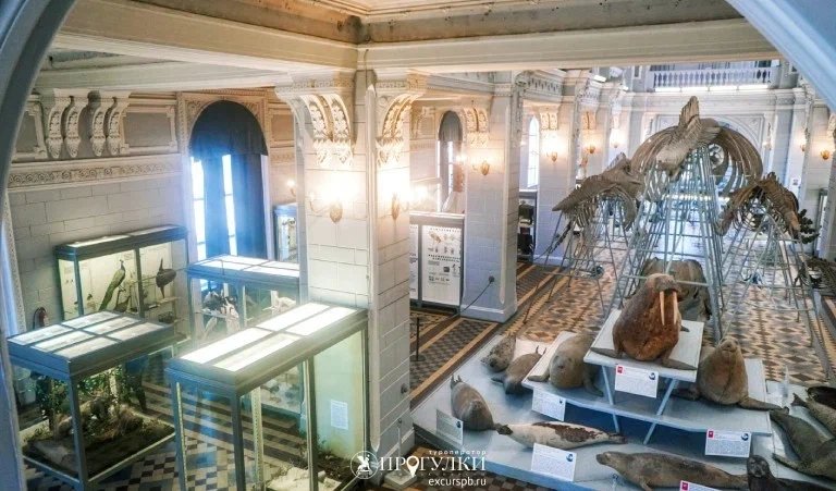 Зоологический музей – детские экскурсии  Зоологический музей – детские экскурсии