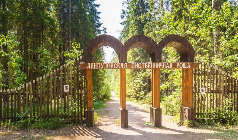 Тайны природы Ленинградской области: от болота Ламмин-Суо к Линдуловской роще — Автобусные загородные