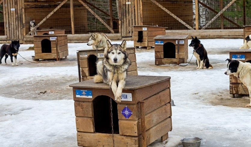 Питомник хаски – туры в Карелию от 3490 рублей