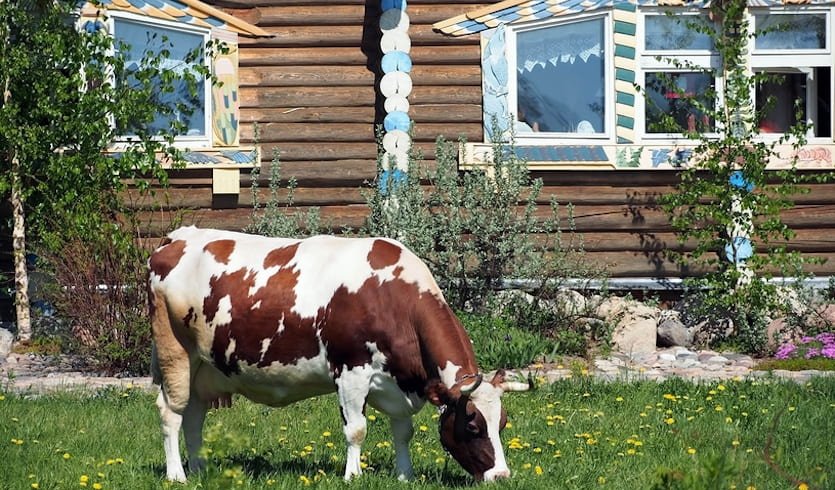 Вепcский край — Верхние Мандроги — автобусная экскурсия — фото № 3 — Фотобанк Лори / Анна Мишина Вепcский край – Верхние Мандроги – автобусная экскурсия — автобусные экскурсии от 1300 руб.
