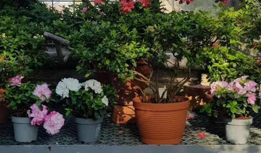 Ботанический сад Петра Великого — Музеи