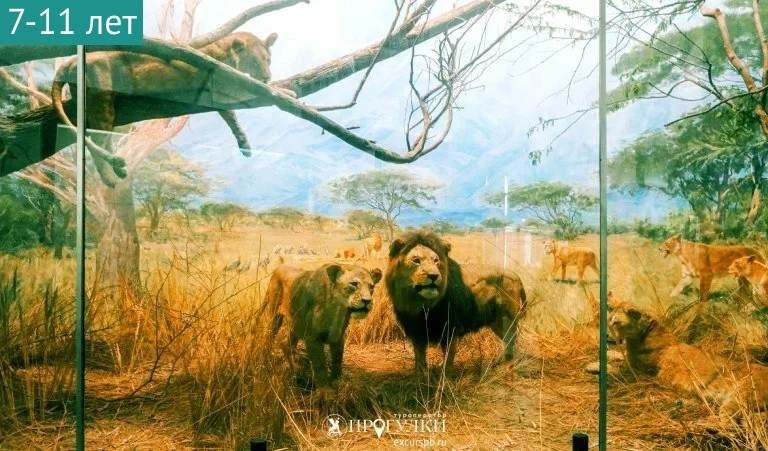 Тематическая экскурсия «Животные жарких стран» (Зоологический музей) — Сборные экскурсии для школьников в Санкт-Петербурге