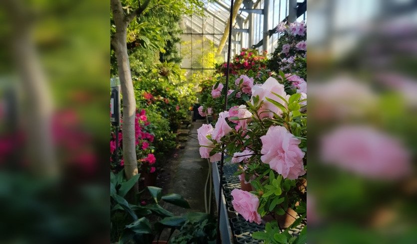 Ботанический сад Петра Великого (экскурсия для групп) — Интерьерные