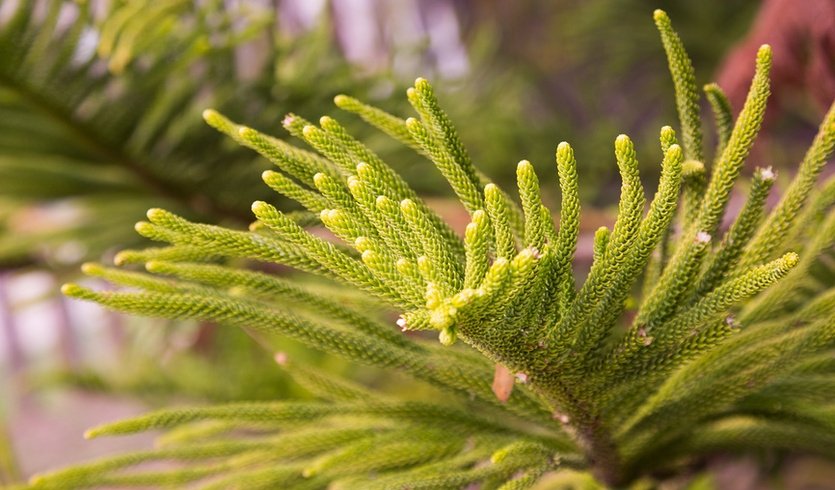 Араукария – интерьерные экскурсии от 1350 рублей