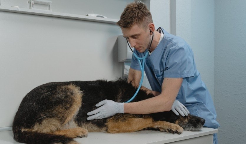 «Юный ветеринар» (интерактивная экскурсия) –  Экскурсии для школьников в Санкт-Петербурге под заказ от 1550 рублей Автор фото: Tima Miroshnichenko