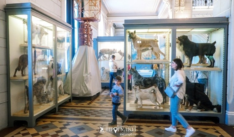 Происхождение домашних животных (Зоологический музей) — Сборные экскурсии для школьников в Санкт-Петербурге от 400 рублей