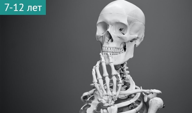 Веселые приключения скелета (интерактив в Военно-медицинском музее) – сборные экскурсии для школьников в Санкт-Петербурге от 1050 рублей