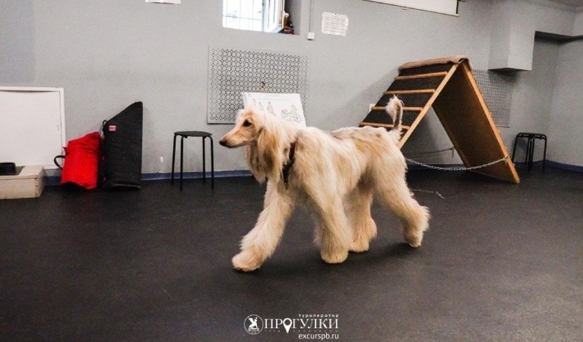 Кинологический центр – Экскурсии для школьников в Санкт-Петербурге под заказ от 820 рублей