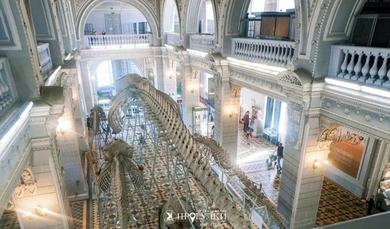 Зоологический музей — Сборные экскурсии для школьников в Санкт-Петербурге от 400 рублей