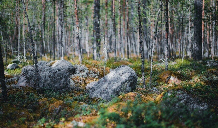 Тайпале - финский Верден — фото № 2 — Фотобанк Unsplash / Egor Myznik Тайпале - финский Верден — Автобусные загородные
