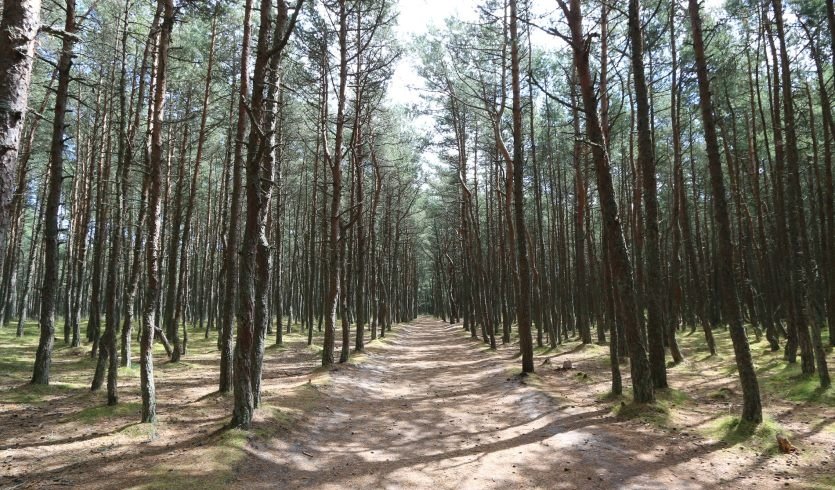 Янтарная мозаика — экскурсия по расписанию