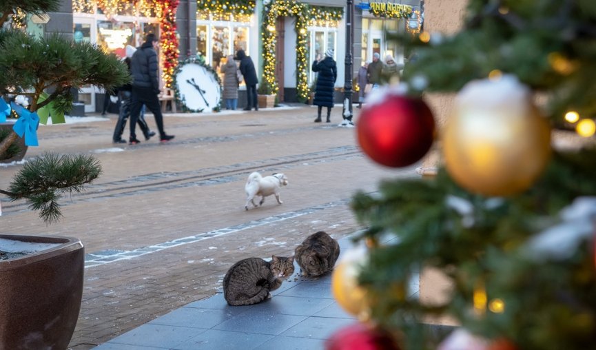 Янтарная мозаика (ноябрь-март) – сборные туры в Калининград от 10400 рублей